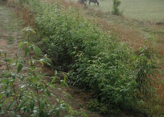 Western Ghats: habitat  del cobra reale